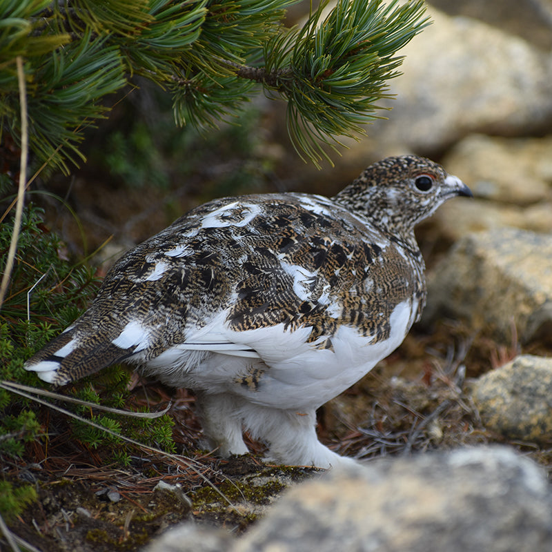 "SPORTS TENUGUI / ライチョウ&ホシガラス セピア"