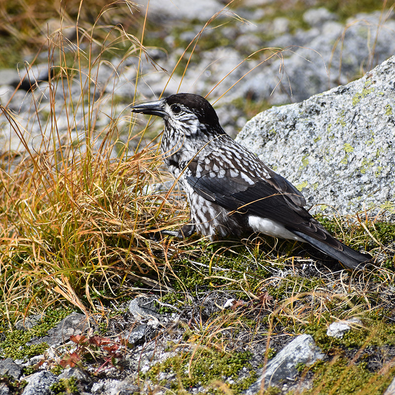 "SPORTS TENUGUI / ライチョウ&ホシガラス セピア"