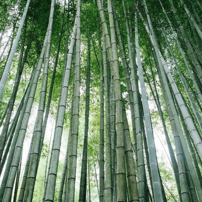 "HEAD HYBRID BAMBOO"