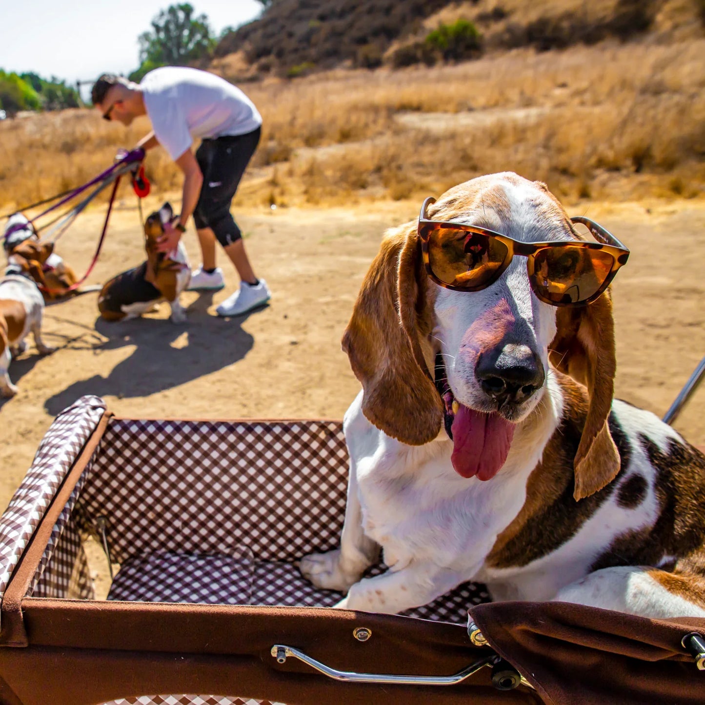"BOSLEY’S BASSET HOUND DREAMS"