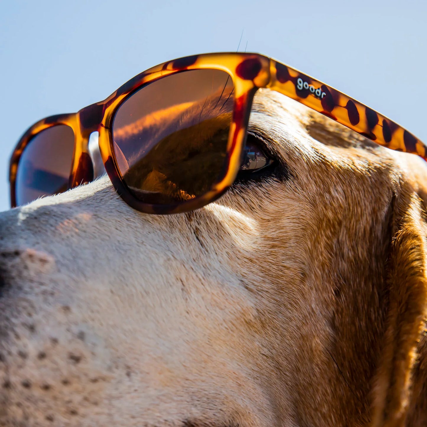 "BOSLEY’S BASSET HOUND DREAMS"