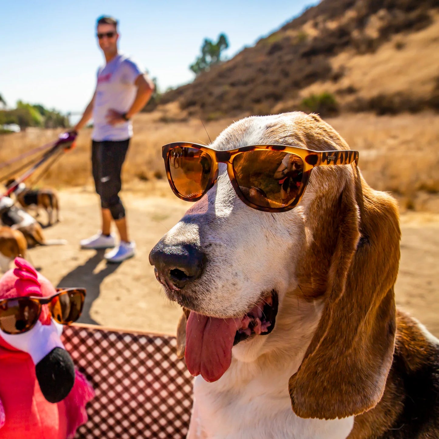 "BOSLEY’S BASSET HOUND DREAMS"