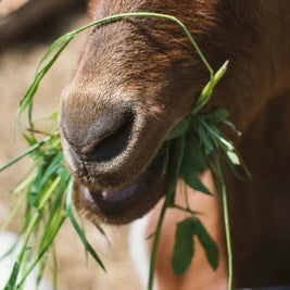 "SOAP BAR - GOAT'S MILK SOAP"